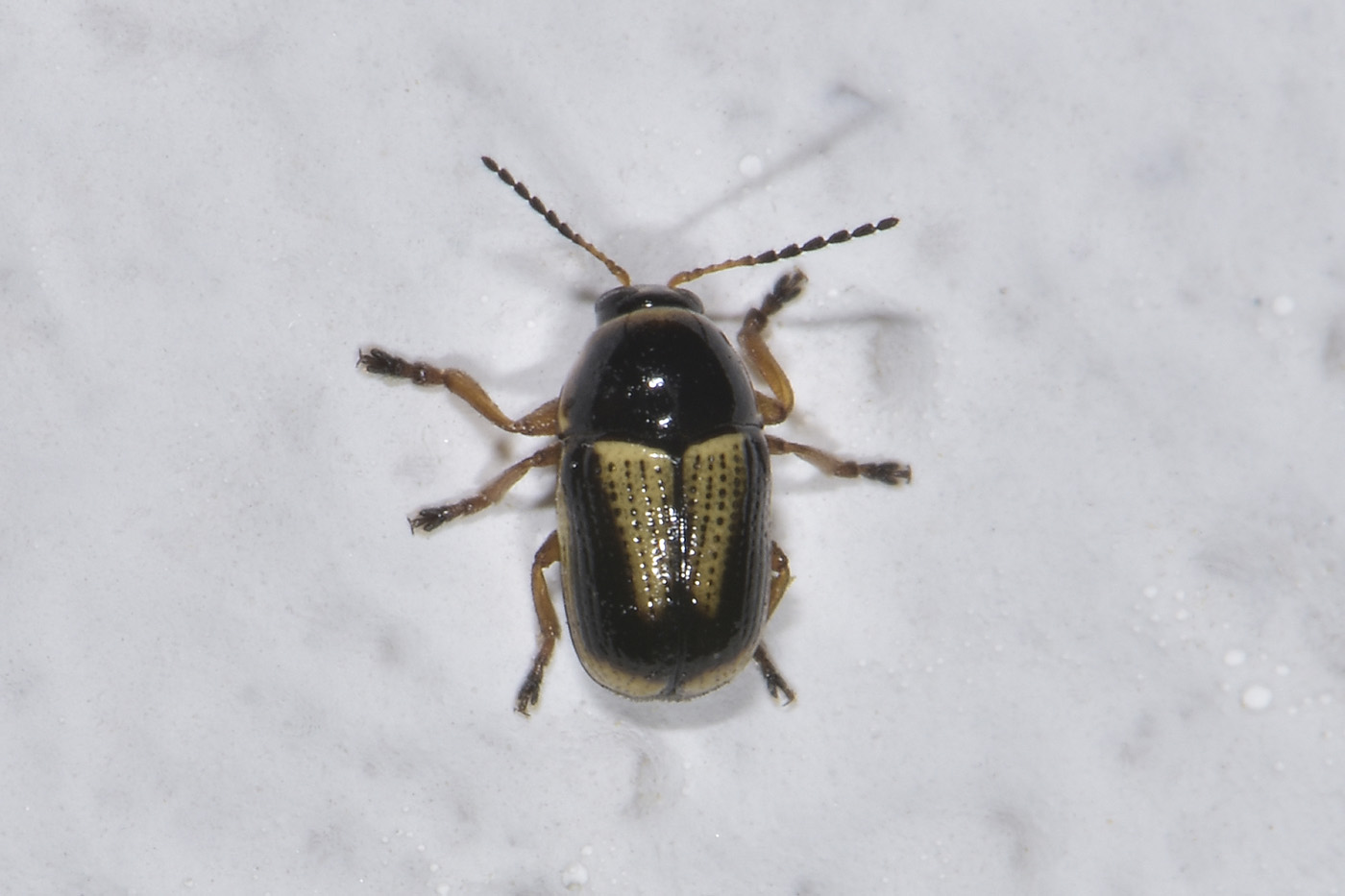 Cryptocephalus sp? S, cfr. connexus